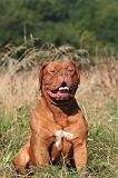 DOGUE DE BORDEAUX 459